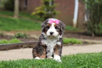 Makenzie, a female Miniature Bernedoodle for sale in Dundee, OH – Photo 4 of 7