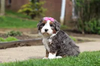 Makenzie, a female Miniature Bernedoodle for sale in Dundee, OH – Photo 5 of 7