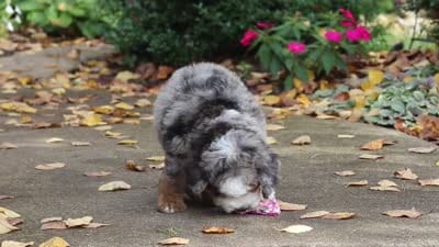 Zendaya, a female Miniature Bernedoodle for sale in Dundee, OH – 6 of 6