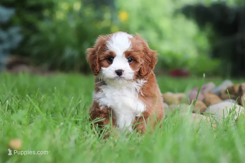 Maverick – Cavapoo puppy for sale in Dundee, OH