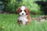 Maverick, a male Cavapoo for sale in Dundee, OH – 1 of 10