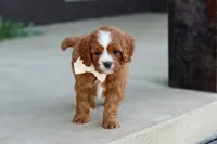 Mickey, a male Cavapoo for sale in Dundee, OH – Photo 4 of 10