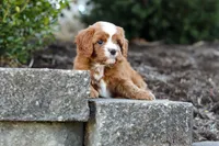 Mickey, a male Cavapoo for sale in Dundee, OH – Photo 10 of 10