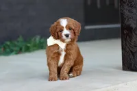 Mickey, a male Cavapoo for sale in Dundee, OH – Photo 1 of 10