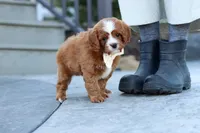 Mickey, a male Cavapoo for sale in Dundee, OH – Photo 9 of 10