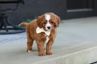 Mickey, a male Cavapoo for sale in Dundee, OH – Photo 2 of 10