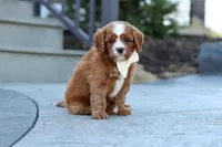 Mickey, a male Cavapoo for sale in Dundee, OH – Photo 8 of 10