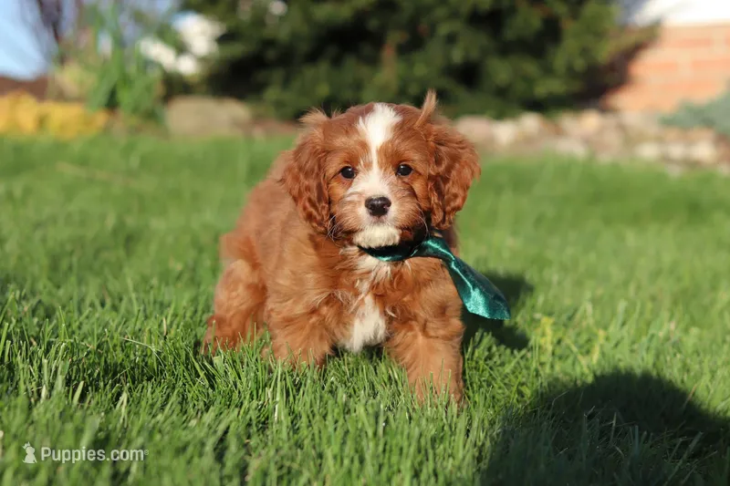 Mickey – Cavapoo puppy for sale in Dundee, OH