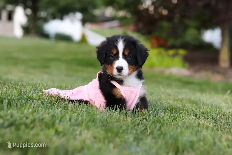 Aurora – Bernese Mountain Dog puppy for sale in Dundee, OH