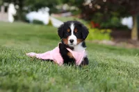 Aurora, a female Bernese Mountain Dog for sale in Dundee, OH – 1 of 10