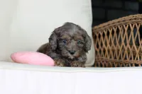 Brooklyn, a female Cavapoo for sale in Dundee, OH – 3 of 7