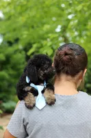 Cooper, a male Cavapoo for sale in Dundee, OH – 8 of 9