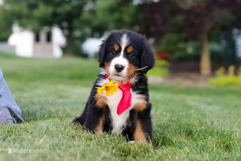 Prince – Bernese Mountain Dog puppy for sale in Dundee, OH