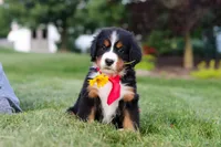 Prince, a male Bernese Mountain Dog for sale in Dundee, OH – 1 of 8