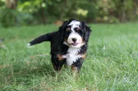 Charlie, a male Miniature Bernedoodle for sale in Dundee, OH – 3 of 8