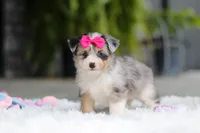 Ellie, a female Miniature Australian Shepherd and Havachon for sale in Dundee, OH – 2 of 10