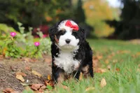 Miley, a female Miniature Bernedoodle for sale in Dundee, OH – 3 of 9