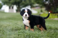 Savannah, a female Bernese Mountain Dog for sale in Dundee, OH – 6 of 6