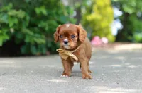 George, a male Cavalier King Charles Spaniel for sale in Dundee, OH – 9 of 10
