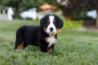 Denali, a male Bernese Mountain Dog for sale in Dundee, OH – 7 of 10