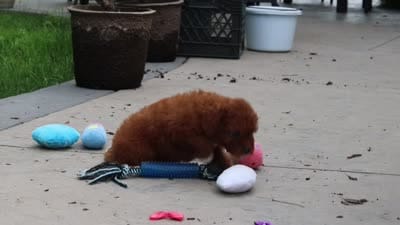 Sunshine, a female Cavapoo for sale in Dundee, OH – 6 of 6