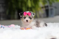 Ellie, a female Miniature Australian Shepherd and Havachon for sale in Dundee, OH – 3 of 10