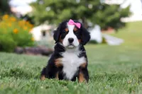 Heidi, a female Bernese Mountain Dog for sale in Dundee, OH – 4 of 6