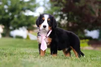 Zara, a female Bernese Mountain Dog for sale in Dundee, OH – 4 of 10