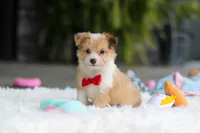Milo, a male Miniature Australian Shepherd and Havachon for sale in Dundee, OH – 3 of 10
