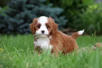 Maverick, a male Cavapoo for sale in Dundee, OH – 3 of 10