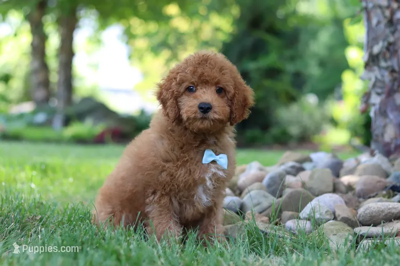 Tucker – Cavapoo puppy for sale in Dundee, OH