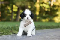 Brady, a male Cavapoo for sale in Dundee, OH – 6 of 10