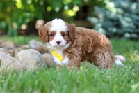 Oscar, a male Cavapoo for sale in Dundee, OH – 5 of 10