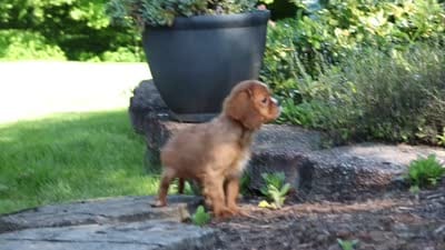 Mr. Bentley, a male Cavalier King Charles Spaniel for sale in Dundee, OH – 9 of 9