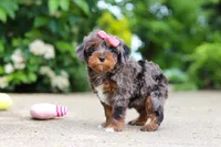 Kylie, a female Cavapoo for sale in Dundee, OH – 2 of 8