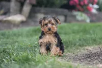 Beckham, a male Yorkipoo for sale in Dundee, OH – 3 of 10