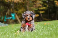 Kelce, a male Miniature Bernedoodle for sale in Dundee, OH – 8 of 10