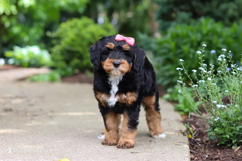 Nala – Miniature Bernedoodle puppy for sale in Dundee, OH