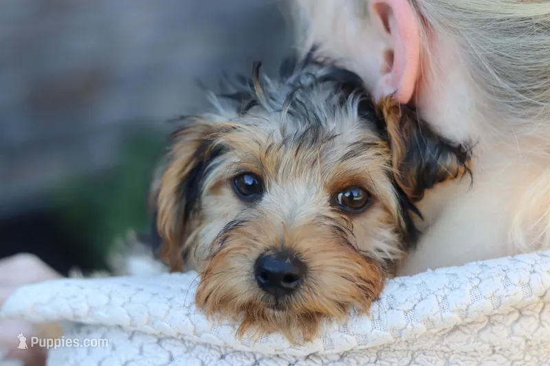 Myles – Yorkipoo puppy for sale in Dundee, OH