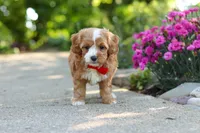 Harley, a male Cavapoo for sale in Dundee, OH – 4 of 8
