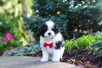 Leo, a male Cavapoo for sale in Dundee, OH – 5 of 10