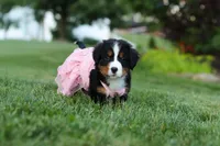Aurora, a female Bernese Mountain Dog for sale in Dundee, OH – 5 of 10