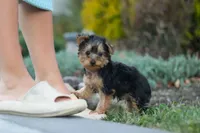 Tucker, a male Yorkipoo for sale in Dundee, OH – 8 of 10