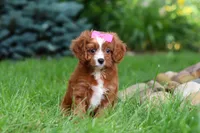 Summer, a female Cavapoo for sale in Dundee, OH – 5 of 8