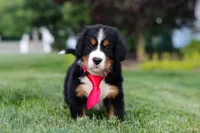 Prince, a male Bernese Mountain Dog for sale in Dundee, OH – 5 of 8