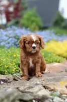 Mr. Bentley, a male Cavalier King Charles Spaniel for sale in Dundee, OH – Photo 5 of 7