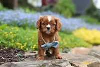 Mr. Bentley, a male Cavalier King Charles Spaniel for sale in Dundee, OH – Photo 6 of 7