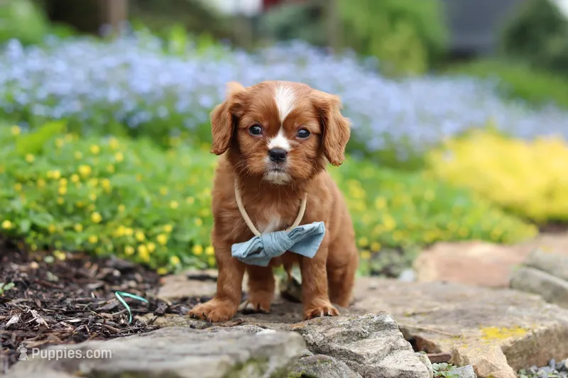 Mr. Bentley, a male Cavalier King Charles Spaniel for sale in Dundee, OH – Photo 1 of 7