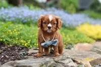 Mr. Bentley, a male Cavalier King Charles Spaniel for sale in Dundee, OH – Photo 1 of 7