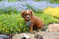 Mr. Bentley, a male Cavalier King Charles Spaniel for sale in Dundee, OH – Photo 4 of 7